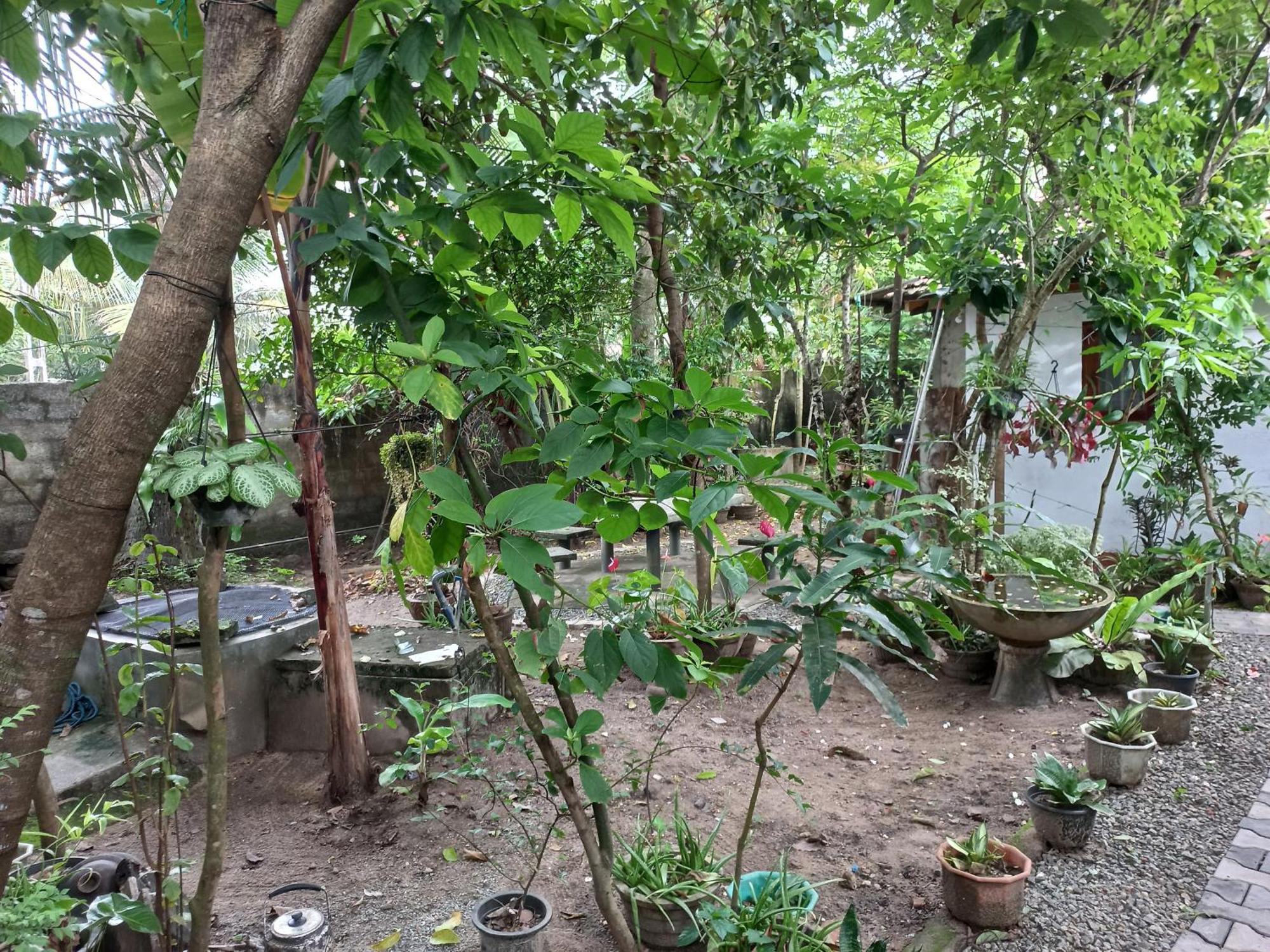 Mango Villa 703 Hikkaduwa Ngoại thất bức ảnh
